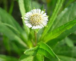 Image result for Eclipta prostrata