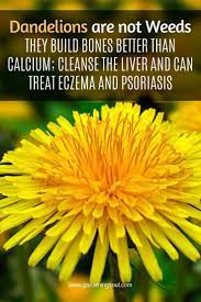 Dandelions Are Not Weeds They Can Build Bones Better Than Calcium Cleanse The Liver And Can Treat Eczema And Psoriasis How To Treat Eczema Natural Healing Remedies Natural Remedies
