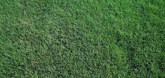 I already have an itch for a greens mower. The Grass Outlet Sod Grass For Austin Dallas Houston San Antonio