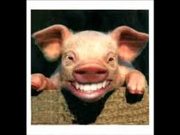 Resultado de imagem para porco sorridente