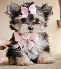 Teacup Black And Brown Yorkie Just Precious Tiny Teacup Morkie Princess She Has The Cutest Little Teddy Bear Face Very Short Nose And Body Very Short Puppies Cute Dogs Morkie Puppies