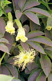 Image result for Telfairia