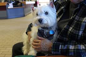 Find almost anything for sale in malaysia on mudah.my, malaysia's largest marketplace. When Celebrating One Pet Helps Many Others University Of Wisconsin School Of Veterinary Medicine
