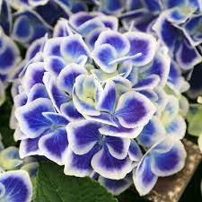 Hydrangea Paniculata Wim S Red Hydrangea Wim S Red Plant In 3 5 Pot 5 05 Picclick Uk Red Plants Hydrangea Paniculata Plants