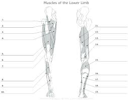 This chart is beautifully illustrated and offers the most comprehensive look at the muscles of the human leg available. Front Leg Muscles Anatomy Diagram Muscle Worksheet Snowtanye Com