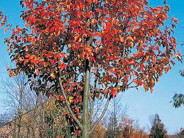 In early spring cleveland select pear trees produce clusters of beautiful white blossoms that lasts two weeks before the leaves appear. Pyrus Cleveland Select Ornamental Pear Tree Diaco S Garden Nursery And Garden Centre