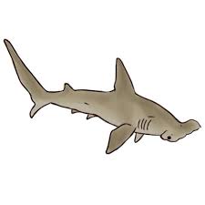 How To Draw A Hammerhead Shark Hammerhead Shark Animal Drawings Shark Drawing