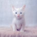 White Siamese