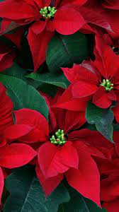Download Wallpaper 1080x1920 Poinsettia Flowers Herbs Leaves Red Close Up Sony Xperia Z1 Zl Z Sam Christmas Flowers Poinsettia Flower Beautiful Flowers