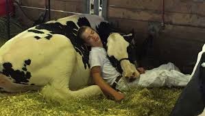 Iowa State Fair: We revisit the viral photo of a boy sleeping on his heifer