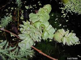 Image result for Salvinia hastata
