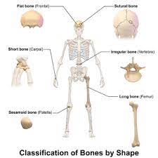 Learn about all the different organ systems in the human body. Bone Wikipedia