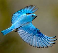 Bird With Wings Spread Images Blue Birds Bluebirds Ornithology Birds Tattoo Bluebird Tattoo Bird Wings