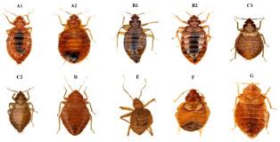 Image result for Cimex lectularius bites