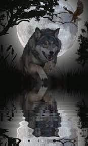 Correo Luigi Mendez 12 Hotmail Com Wolf Pictures Wolf Dog Wolf Love