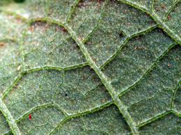 Image result for spider mites on cucumbers