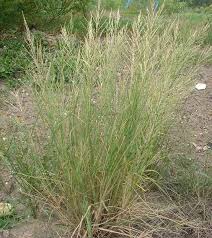 Image result for Leptochloa uniflora
