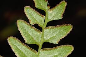 Image result for Lindsaea ensifolia