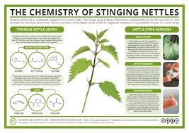 Stinging nettles are covered with countless tiny hollow hairs called trichomes. The Chemistry Of Stinging Nettles Compound Interest