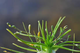 Image result for Subularia monticola