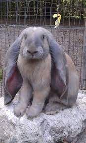 Breed Guide Bunnies At Home