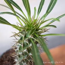 Image result for Pachypodium lamerei