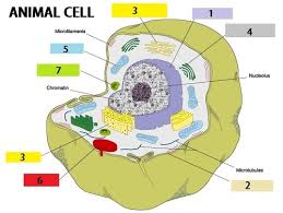 A cell is the basic structural and function unit of all living organism.bibliography: Test Parts Of An Animal Cell Quizlet