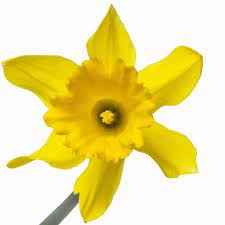 10th Anniversary Flower Yellow Daffodil Represents The Simple Pleasures That A Couple Shares Annigifts Com Anniversary Flowers Yellow Daffodils Daffodils