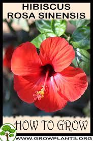 How To Grow Hibiscus Rosa Sinensis Hibiscus Rosa Sinensis Hibiscus Plant Growing Hibiscus