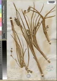 Image result for Hypoxis rigidula