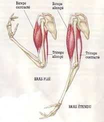 RÃ©sultat de recherche d'images pour "biceps triceps anatomie"