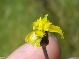 Image result for Xyris capensis