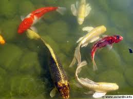 Dans un ruisseau sauvage même de petite taille le débit reste beaucoup plus important que dans le cadre d'un ruisseau de bassin. La Carpe Koi