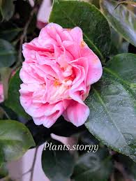 Image result for Theaceae