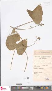 Image result for Englerina schubotziana