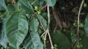 Image result for Eugenia capensis
