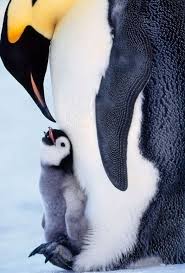 Pin By Cynthia Aguilar On Beautiful Animal Pics Cute Animals Penguins Animals Beautiful