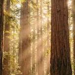 Experience America’s Flagship Redwood Forest for Smart Forest Innovation