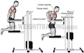 Epingle Sur Anatomie Musculation Bras Biceps Triceps