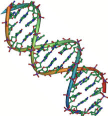 Thus evolution has developed a division of labor between proteins which catalyze the chemistry of life and dna which stores the information required to build this chemical capacity. Nucleic Acids Biology For Majors I