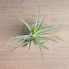 The tillandsia species doesn't require soil to grow as they absorb water through their leaves. Air Plants Tillandsias Largest Online Supplier Of Air Plants And Tillandsias