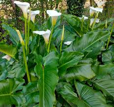 Image result for Zantedeschia aethiopica