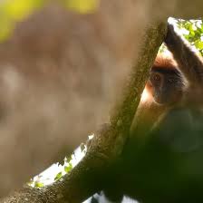 Image result for Viscum congolense