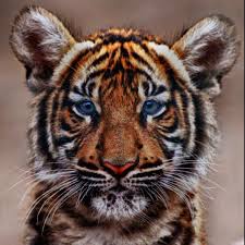 Idee Par Marine Renou Sur Animaux Bebes Animaux Mignons Animaux Sauvages Les Chats Sauvages