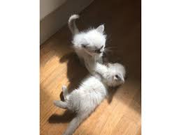 The ragdoll is a very popular cat breed with blue eyes and a distinct colourpoint coat. Three Ragdoll Kittens Dubai Marina Dubai Classifieds