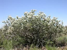 Image result for Leucosphaera bainesii