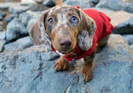 Photo courtesy of r and r kennels. Dachshund Owners Answer 50 Tips To Make Life With Your New Puppy Easier