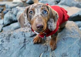 Your new puppy definitely needs a series of vaccinations in the first year of life to protect him from many dangerous diseases as his. Dachshund Owners Answer 50 Tips To Make Life With Your New Puppy Easier