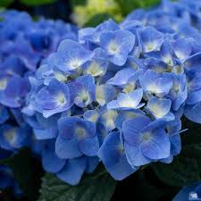 Image result for Hydrangea macrophylla bela obrázek