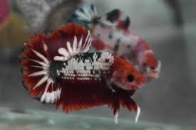 Gambar polos biru / hitam bolak balik sesuai foto harga diatas harga permeter. Red Base Fancy Plakat Fish Pet Tropical Fish Betta